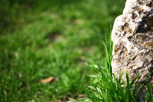 wood in grass nature background