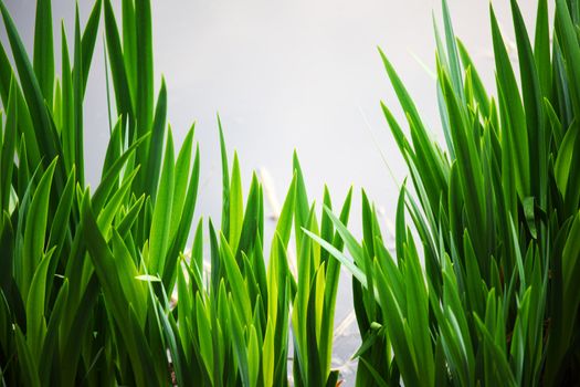 grass on water background