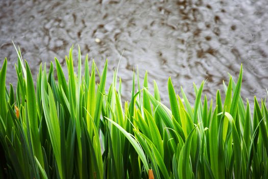 grass on water background