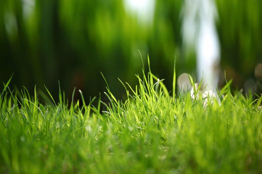 grass on water background