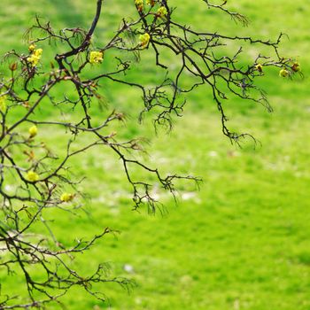 branches on a background of grass