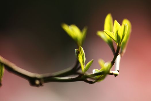 branches on a background of grass