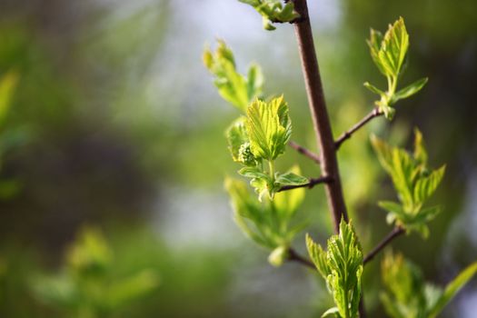 branches on a background of grass