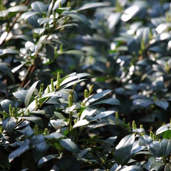 branches on a background of grass