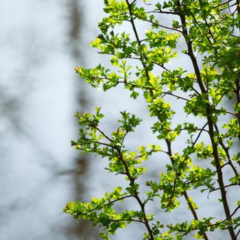 branches on a background of grass