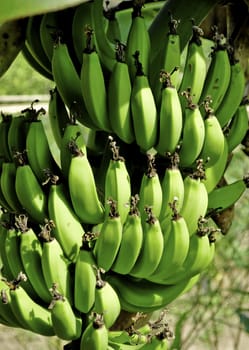Fresh green hanging bananas on a plantation in Asia