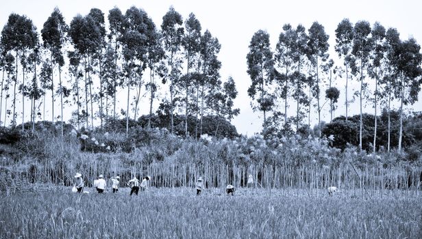 Many rice farmers during the harvest season