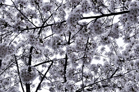 Cherry blossoms background from Asia