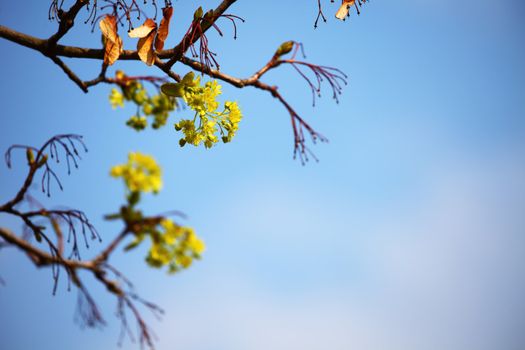 branches on a background of blue sky