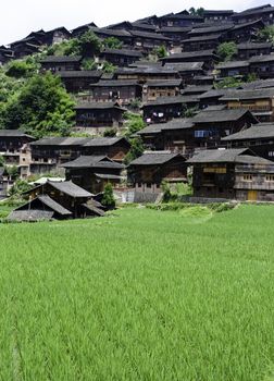 A rice field surrounded by ethnic Chinese Miao Village