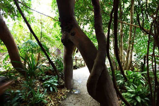 green day jungle forest