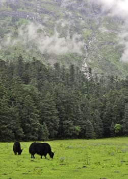A yak grazing in a meadow in Lijiang, China