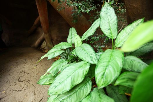 green day jungle forest