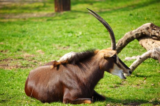 goat in wild close up