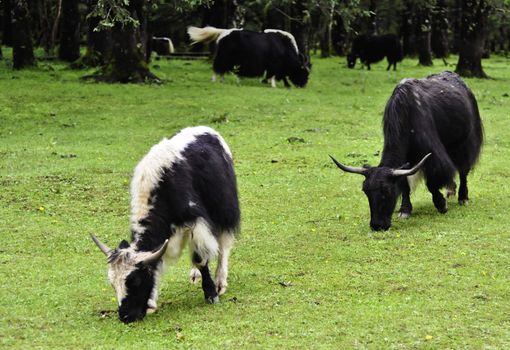Yaks grazing in a meadow in Lijiang, China