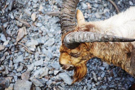 goat in wild close up