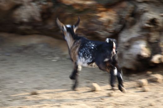 goat in wild close up