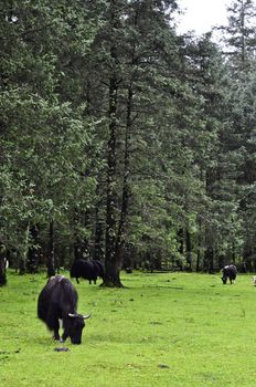 A yak grazing in a meadow in Lijiang, China