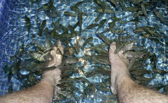 A fish spa where hundreds of small fish eat away dead skin