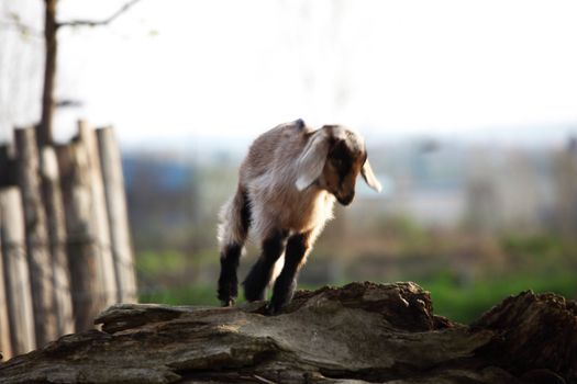 goat in wild close up