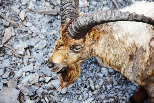 goat in wild close up