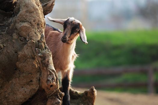 goat in wild close up