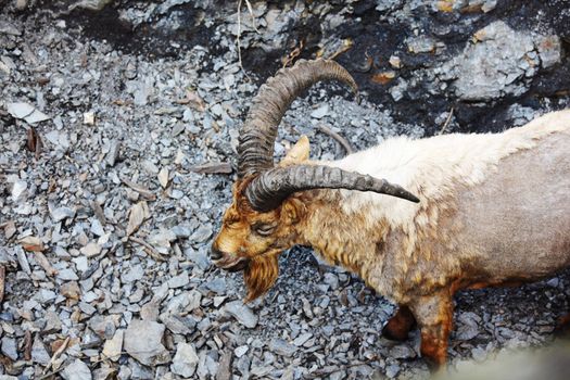 goat in wild close up