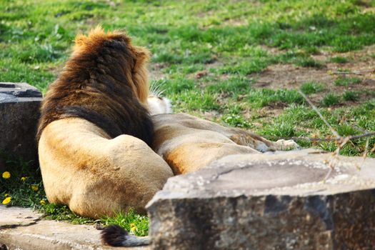 close up lion in zoo