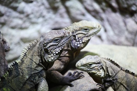 close up lizard in zoo