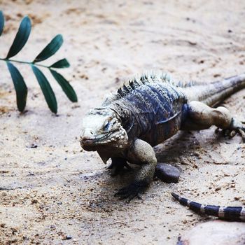 close up lizard in zoo