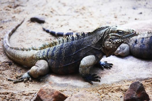close up lizard in zoo