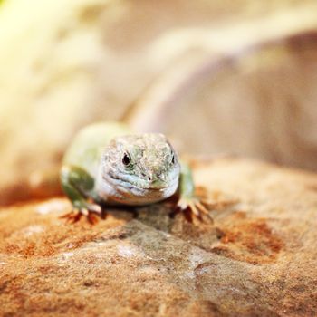 close up lizard in zoo