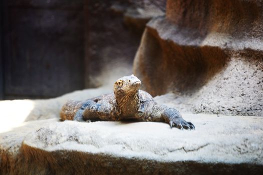 close up lizard in zoo