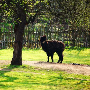 close up sheep in zoo