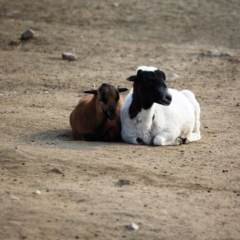 close up sheep in zoo