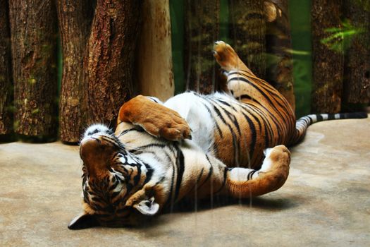close up tiger in zoo