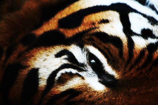 close up tiger in zoo