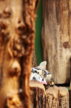 close up tiger in zoo