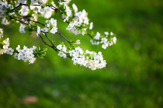  spring white flower close up