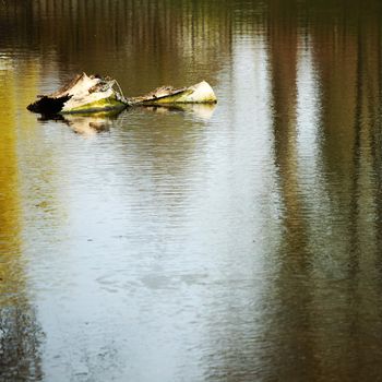  logs in in mud water