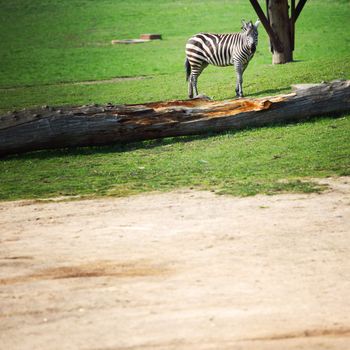 zebra in zoo close up