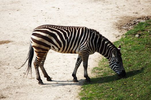 zebra in zoo close up