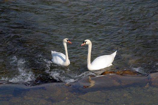 Swans