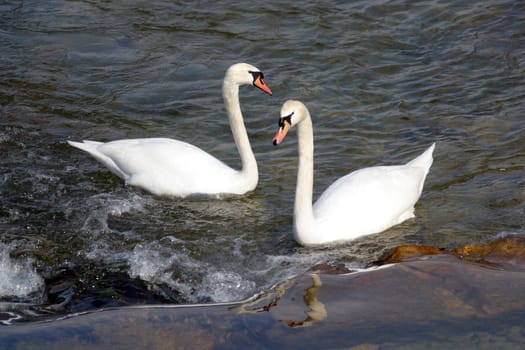 Swans