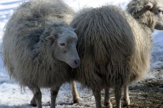 Sheep