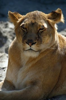 Closeup of female lion