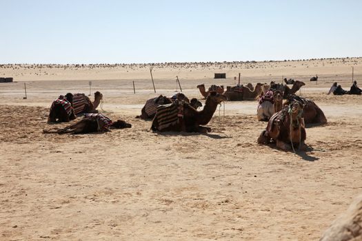 Camels in Sahara desert-Tunisia