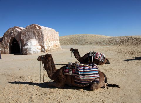 Camels in Sahara desert-Tunisia