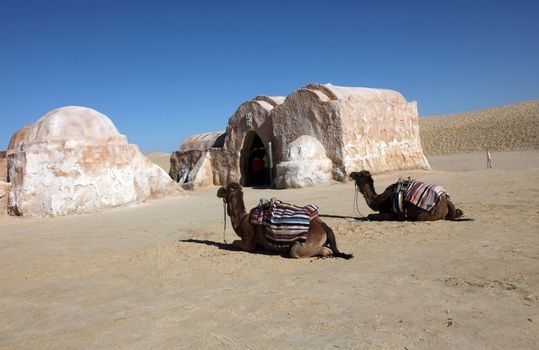 Camels in Sahara desert-Tunisia