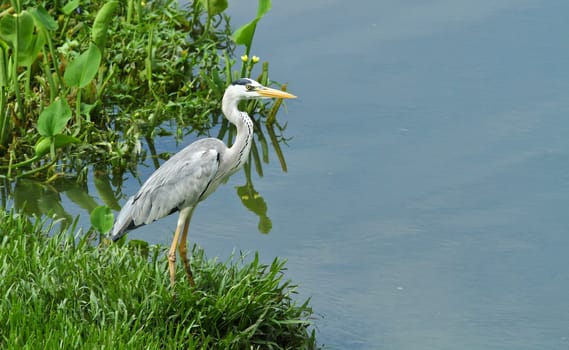 A grey heron posing by the pond in the morning sun